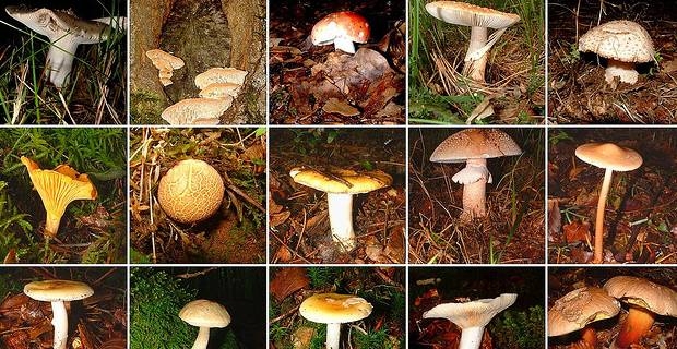 Les bienfaits des champignons pour le corps humain Les bienfaits des champignons